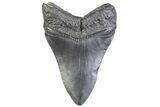 Fossil Megalodon Tooth - South Carolina #371961-1